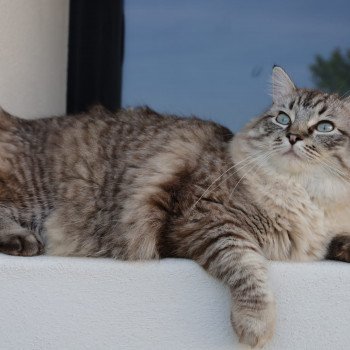 chaton Ragdoll seal tabby mink PEACH Les Ragdolls De L'Eden du Gival