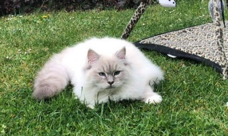 PEARL L'Eden du Gival Femelle Ragdoll