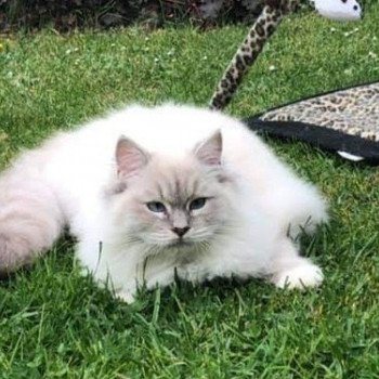 chaton Ragdoll blue tabby point mitted PEARL L'Eden du Gival