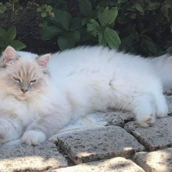 chaton Ragdoll blue tabby point mitted PEARL L'Eden du Gival