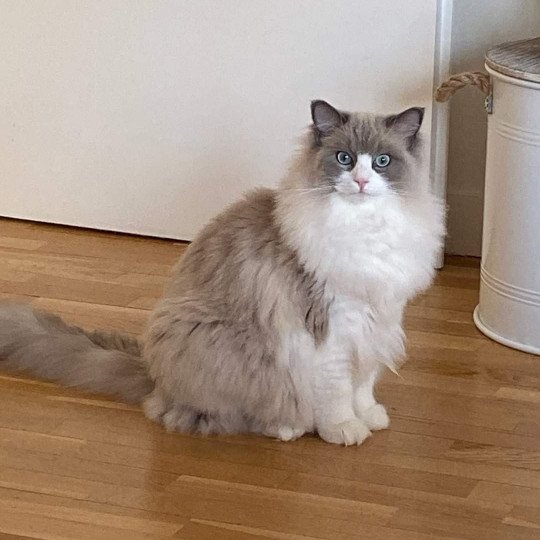 PEPITO L'Eden du Gival Mâle Ragdoll