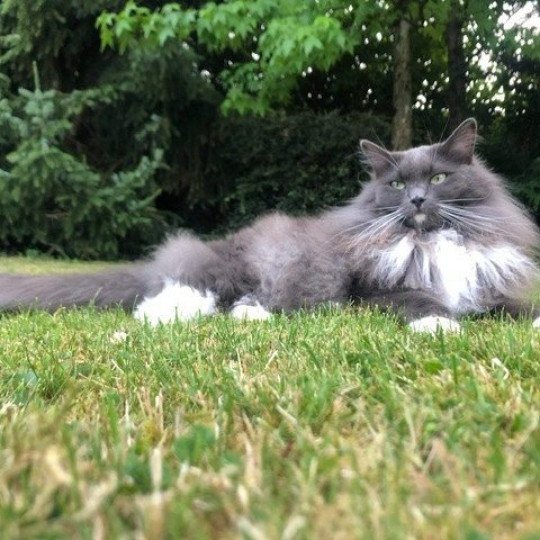 PEPPER L'Eden du Gival Mâle Ragdoll