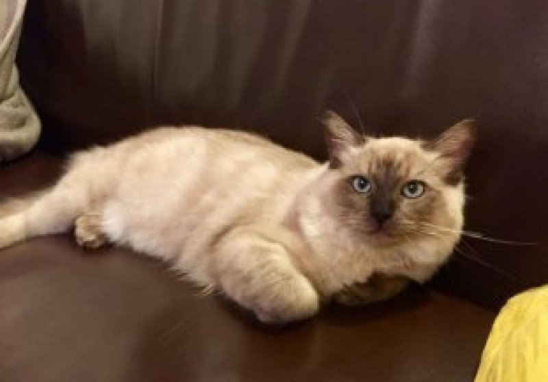 PERLE L'Eden du Gival Femelle Ragdoll PERLE L'Eden du Gival Femelle Ragdoll