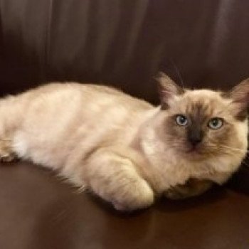 chaton Ragdoll seal mink PERLE L'Eden du Gival