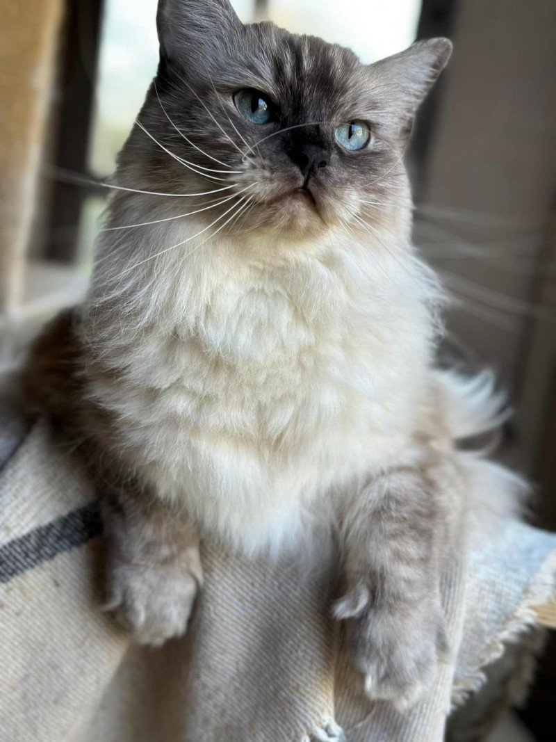 PERLE L'Eden du Gival Femelle Ragdoll