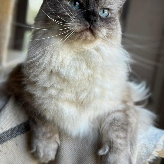 PERLE L'Eden du Gival Femelle Ragdoll