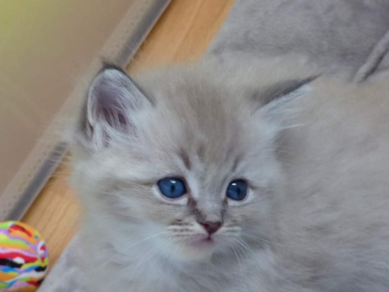 PERLEEN L'Eden du Gival Femelle Ragdoll PERLEEN L'Eden du Gival Femelle Ragdoll