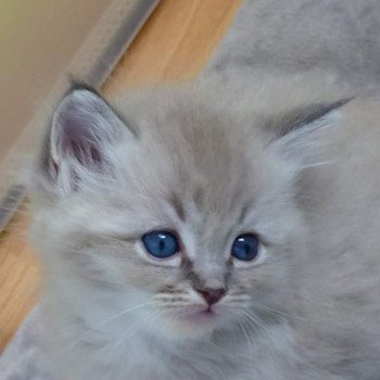 chaton Ragdoll blue tabby mink PERLEEN L'Eden du Gival