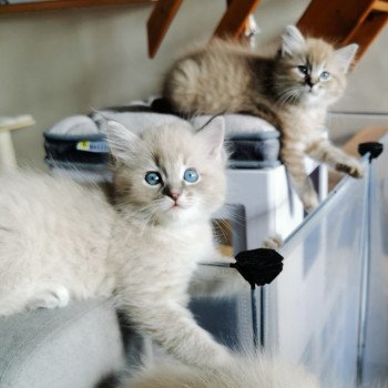 chaton Ragdoll blue tabby mink PERLEEN L'Eden du Gival