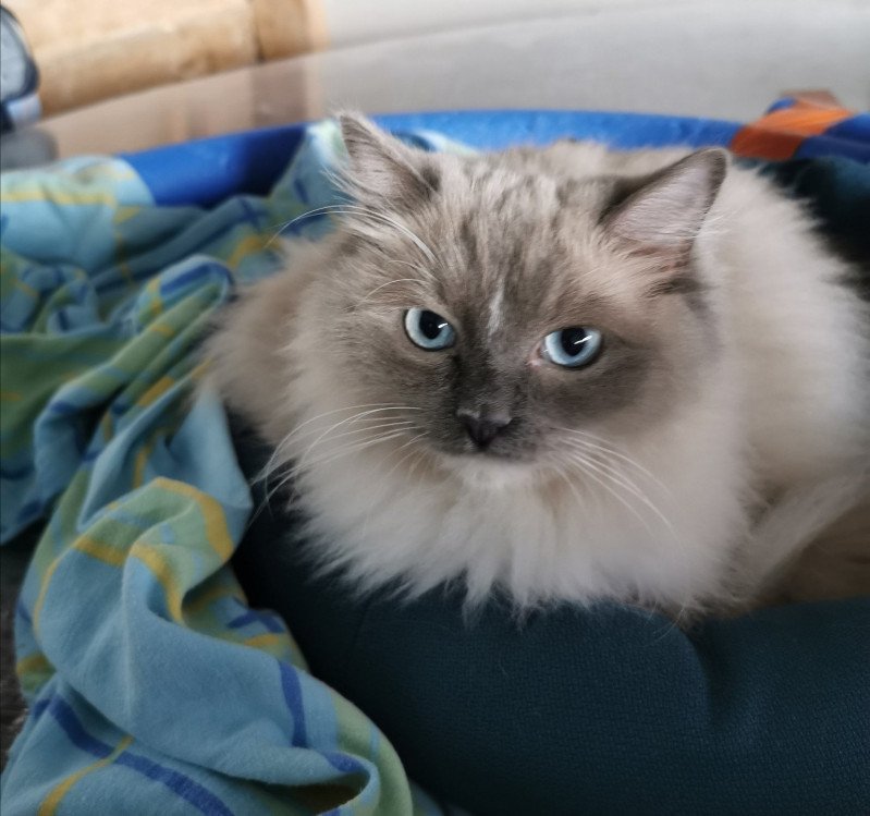 PHELEEN L'Eden du Gival Femelle Ragdoll
