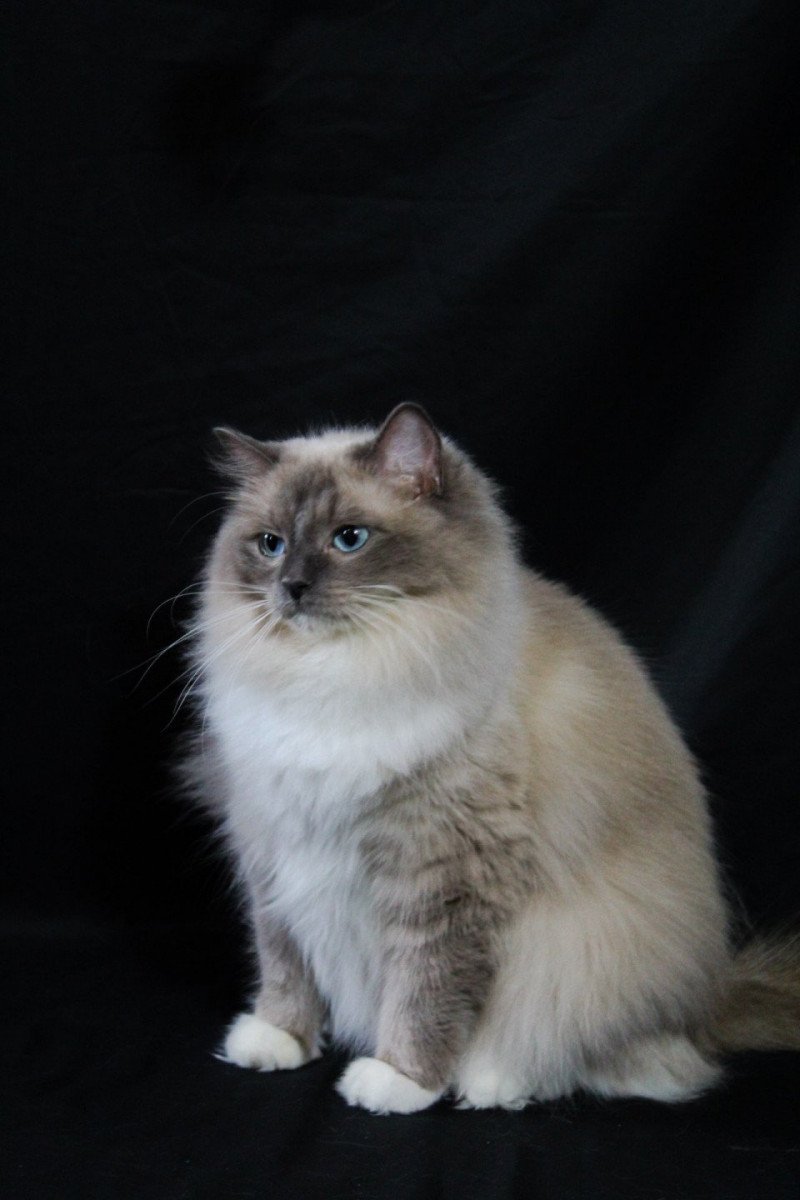 PHELEEN L'Eden du Gival Femelle Ragdoll