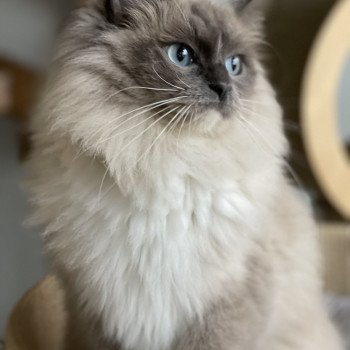 PHELEEN L'Eden du Gival Femelle Ragdoll