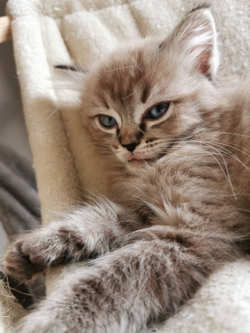 PHELYSE L'Eden du Gival Femelle Ragdoll