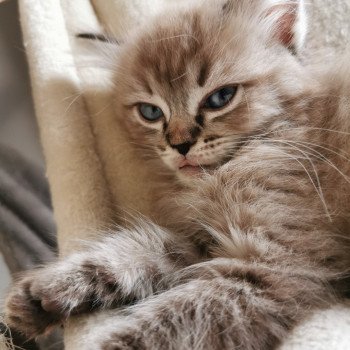 chaton Ragdoll seal tabby sepia PHELYSE L'Eden du Gival