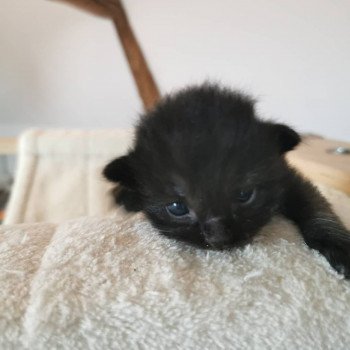 chaton Ragdoll black PHOENIX L'Eden du Gival