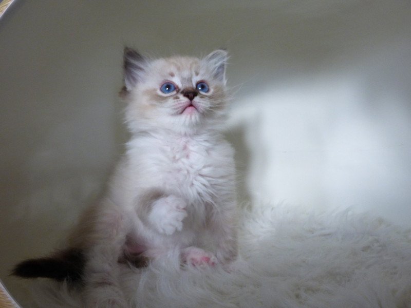 PHYLEA L'Eden du Gival Femelle Ragdoll PHYLEA L'Eden du Gival Femelle Ragdoll