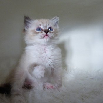 chaton Ragdoll seal tabby point mitted PHYLEA L'Eden du Gival