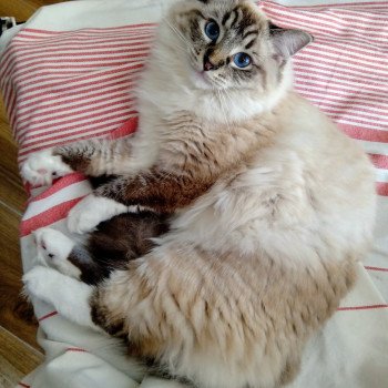 chaton Ragdoll seal tabby point mitted PHYLEA L'Eden du Gival