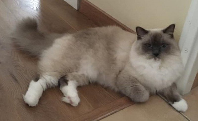 PIMBA L'Eden du Gival Femelle Ragdoll