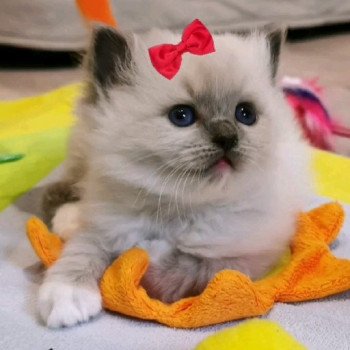 chaton Ragdoll blue point PIMBA L'Eden du Gival