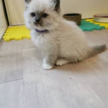 chaton Ragdoll blue point PIMBA L'Eden du Gival