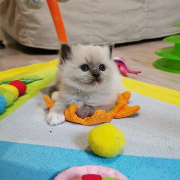 chaton Ragdoll blue point PIMBA L'Eden du Gival