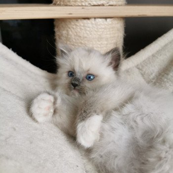 chaton Ragdoll blue point PIMBA L'Eden du Gival