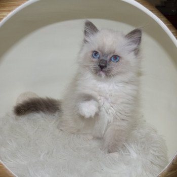 chaton Ragdoll blue point PIMBA L'Eden du Gival