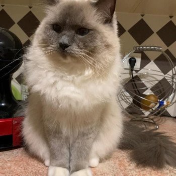 chaton Ragdoll blue point mitted PIMBA L'Eden du Gival