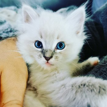 chaton Ragdoll blue tabby point PIM'S L'Eden du Gival