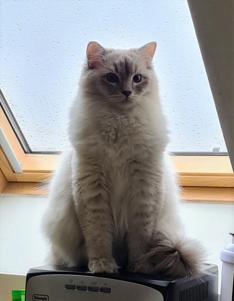 PIM'S L'Eden du Gival Mâle Ragdoll PIM'S L'Eden du Gival Mâle Ragdoll