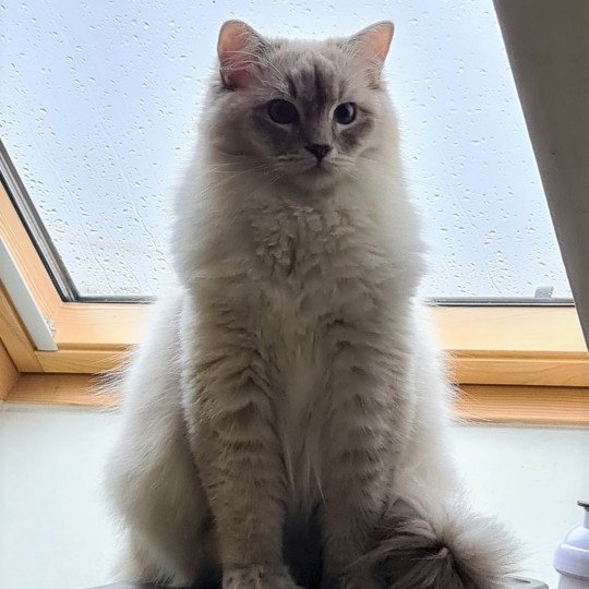 PIM'S L'Eden du Gival Mâle Ragdoll