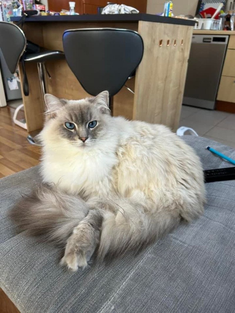 PIM'S L'Eden du Gival Mâle Ragdoll PIM'S L'Eden du Gival Mâle Ragdoll