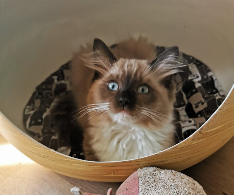 PIPA L'Eden du Gival Femelle Ragdoll PIPA L'Eden du Gival Femelle Ragdoll