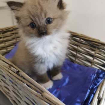 chaton Ragdoll seal mink mitted PIPA L'Eden du Gival