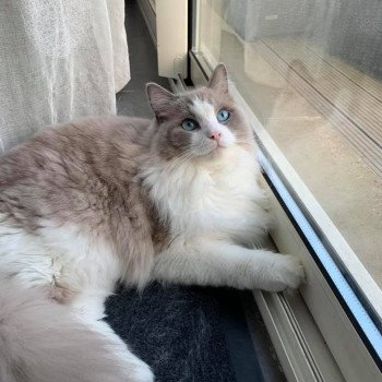 chaton Ragdoll blue mink & blanc PIXEL L'Eden du Gival