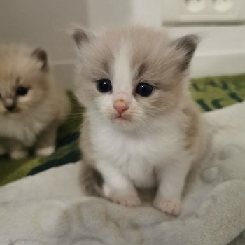 chaton Ragdoll blue mink & blanc PIXEL L'Eden du Gival