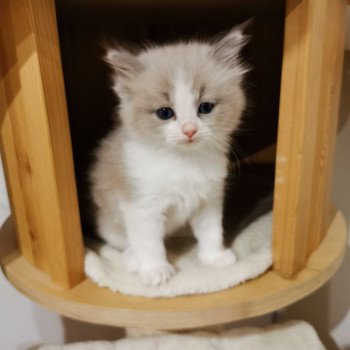 chaton Ragdoll blue mink & blanc PIXEL L'Eden du Gival