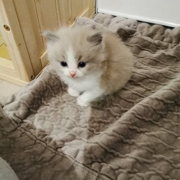 chaton Ragdoll blue mink & blanc PIXEL L'Eden du Gival