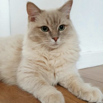 chaton Ragdoll lilac tabby mink PLEIADE L'Eden du Gival