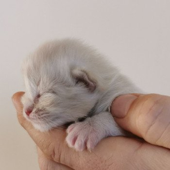 chaton Ragdoll lilac tabby mink PLEIADE L'Eden du Gival