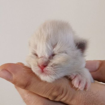 chaton Ragdoll lilac tabby mink PLEIADE L'Eden du Gival