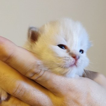 chaton Ragdoll lilac tabby mink PLEIADE L'Eden du Gival