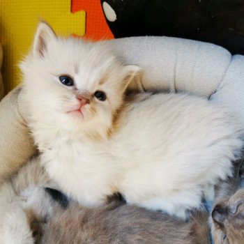 chaton Ragdoll lilac tabby mink PLEIADE L'Eden du Gival