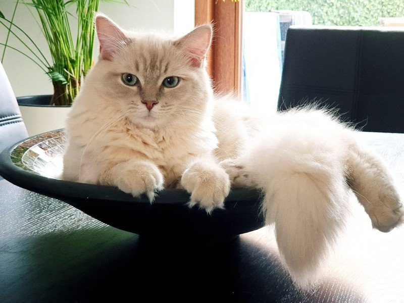 PLEIADE L'Eden du Gival Femelle Ragdoll