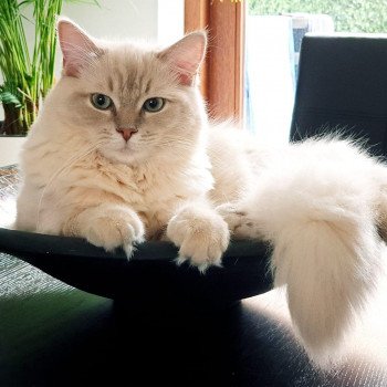 chaton Ragdoll lilac tabby mink PLEIADE L'Eden du Gival