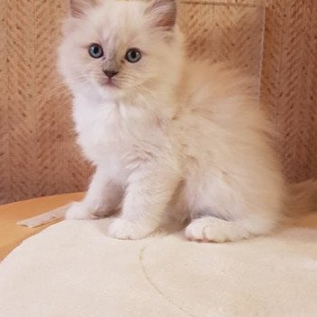 chaton Ragdoll lilac tabby mink PLEIADE L'Eden du Gival