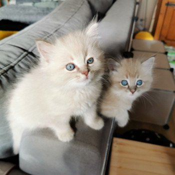 chaton Ragdoll lilac tabby mink PLEIADE L'Eden du Gival