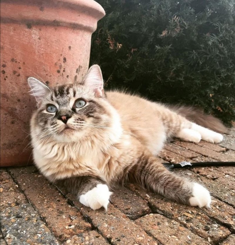 POIROT L'Eden du Gival Mâle Ragdoll