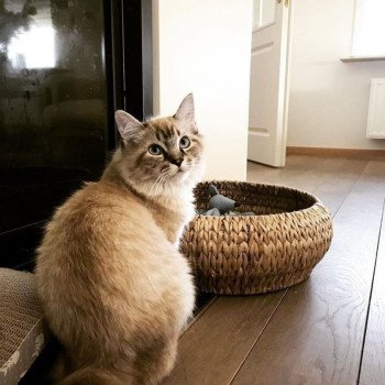 chaton Ragdoll seal tabby mink mitted POIROT L'Eden du Gival